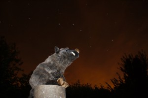Saladolar observe la constellation de la Grande Ourse.