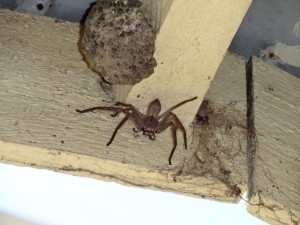 Une superbe araignée de WC