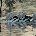 Des pelicans