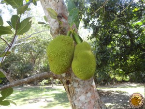 Jacquier ou jackfruit